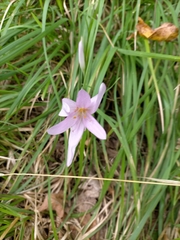 Colchicum autumnale