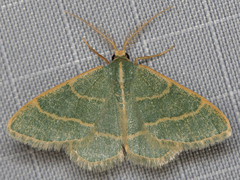 Chlorochlamys appellaria