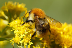 Bombus pascuorum