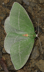 Chlorosea banksaria