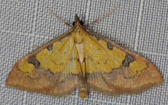 Choristostigma zephyralis