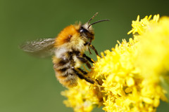 Bombus pascuorum