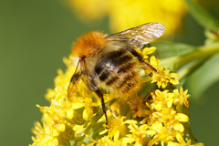 Bombus pascuorum