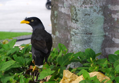 Acridotheres javanicus