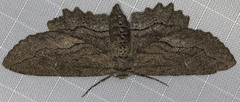 Aethaloida packardaria