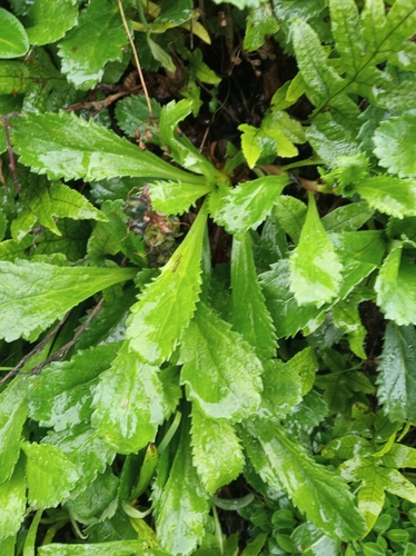Neopicrorhiza