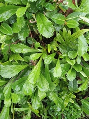 Neopicrorhiza scrophulariiflora