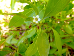 Myoporum boninense