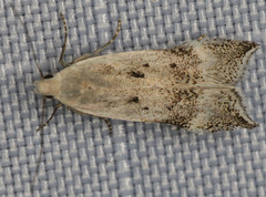 Coleotechnites invictella