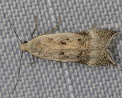 Coleotechnites invictella