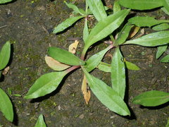 Plantago myosuros