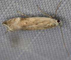 Coleotechnites invictella