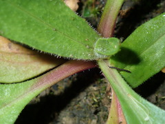 Plantago myosuros
