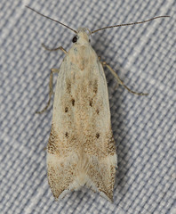 Coleotechnites invictella