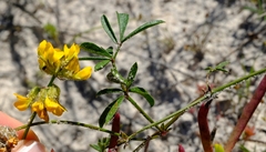 Lotononis involucrata
