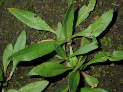 Plantago myosuros