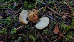 Leucogaster rubescens