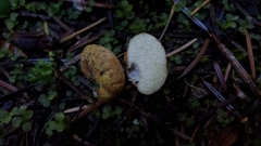 Leucogaster rubescens