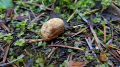 Leucogaster rubescens