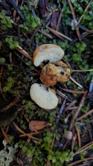 Leucogaster rubescens