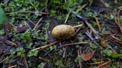 Leucogaster rubescens