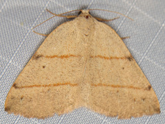 Drepanulatrix bifilata