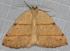 Drepanulatrix bifilata