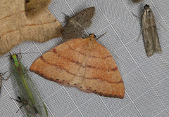 Drepanulatrix carnearia