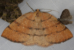 Drepanulatrix carnearia