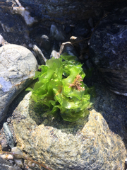 Ulvaceae