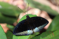 Lexias dirtea