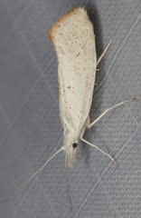 Euceratia castella