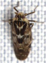 Juniperthia