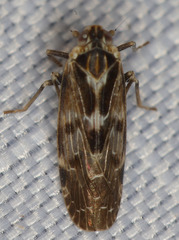 Juniperthia