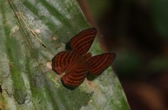Zemeros emesoides