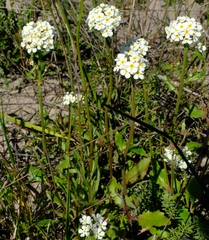 Manulea corymbosa