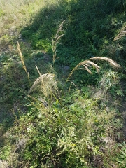 Achnatherum sibiricum