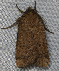 Abagrotis trigona