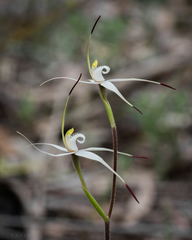 Caladenia rigida