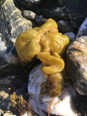 Leathesia marina