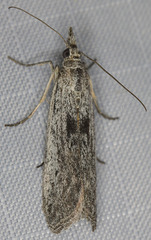 Interjectio denticulella