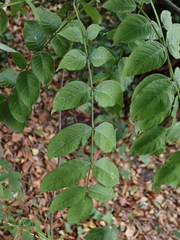 Fraxinus excelsior