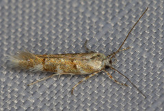 Stagmatophora iridella