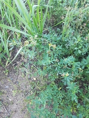 Medicago falcata