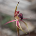 Veined Spider Orchid - Photo (c) Kayle Gordon, some rights reserved (CC BY-NC), uploaded by Kayle Gordon