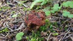 Gastroboletus ruber