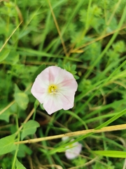 Convolvulus arvensis