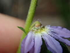 Scaevola albida