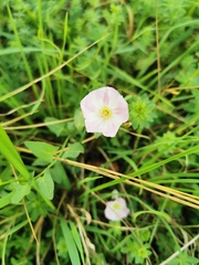 Convolvulus arvensis