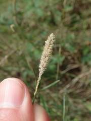 Phleum bertolonii